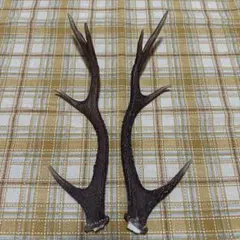 鹿の角 約35cm 自然の形状
