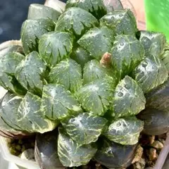 多肉植物 ハオルチア OB-1オブツーサ錦 鮮明錦 糊斑 親株 - メルカリ