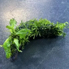 grmn様 リクエスト 2点 まとめ商品