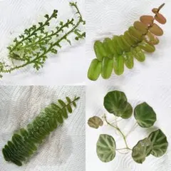 訳あり特価品◎メリディアン◎多肉植物 カット苗 韓国苗 エケベリア