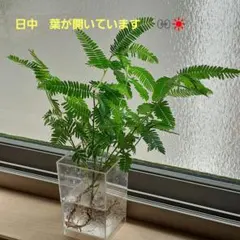 カワラケツメイ 水耕栽培 観葉植物　ねむの木、エバーフレッシュに似てますのサムネイル