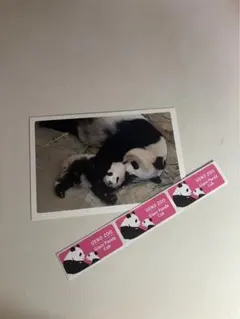 ポストカード　シャンシャン　香香