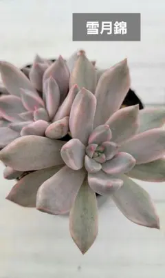 2025年最新】エケベリア 錦の人気アイテム - メルカリ