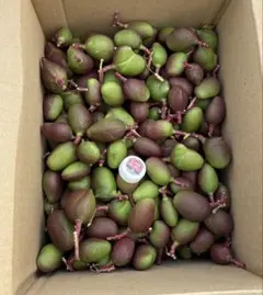 2026年最新】摘果マンゴーの人気アイテム - メルカリ