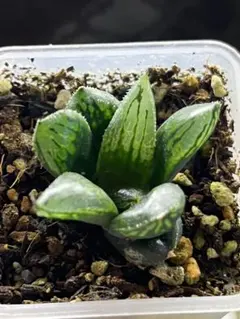 2025年最新】ナイルの一滴の人気アイテム - メルカリ