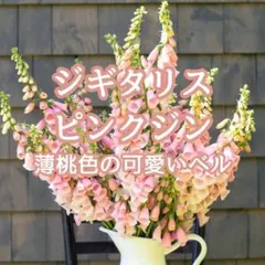 【お花の種】ジギタリス☆ピンクジン 種子 約200粒！切花