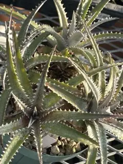 Dyckia BS x Arizona (Bill Baker Hyb) ① ⑸ - メルカリ