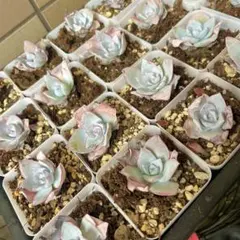 S様専用　おまとめページ