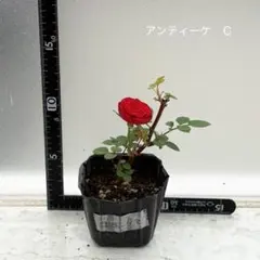 2026年最新】ミニバラ苗 コルダーナの人気アイテム - メルカリ