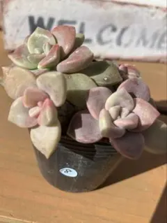 2026年最新】パープルディライトの人気アイテム - メルカリ