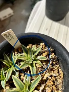 アガベ　笹の雪　中斑　検索　氷山　TL-1 アガベ 笹の雪黄中斑 （吉永笹の雪錦） | hanayoshi-botanical