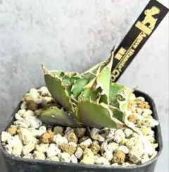 Coyote plants】メスカレロ実生 超選抜 アガベ オテロイ チタノタ