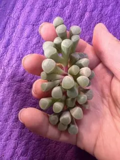 yuki-neige**様 リクエスト 3点 まとめ商品