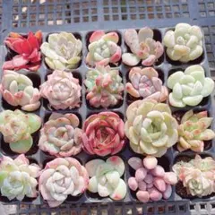 Ｂ　サービス品！ 韓国苗　ミニカット苗　寄せ植え用　多肉植物