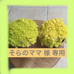 ♫専用ページ♫