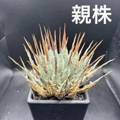 2026年最新】ユタエンシスの人気アイテム - メルカリ