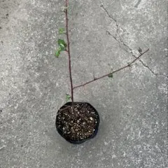 Plant Market プロフ参照 ༅様 リクエスト 2点 まとめ商品