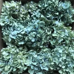 紫陽花ドライフラワー 茎付き 6本 北海道産 - メルカリ