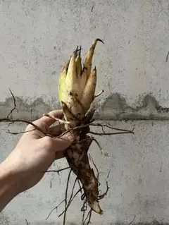 tamatomomikan様 リクエスト 2点 まとめ商品