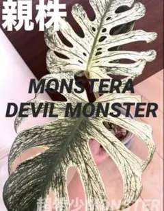 MONSTERA DEVILMONSTERモンステラ デビルモンスター ミドル茎 - メルカリ