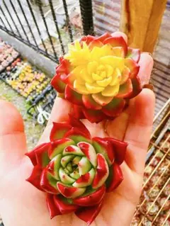 akane8様 リクエスト 2点 まとめ商品