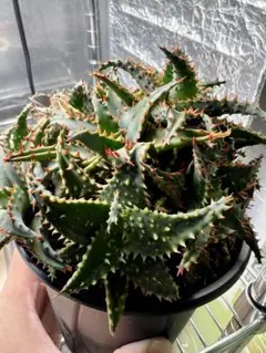 速達付き◾️アロエTCTハイブリッド'Blue Boy'【子株】大きめ第四種郵