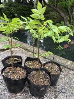 インドセンダン ミラクルニーム 苗 奇跡植物 虫よけ 沖縄観葉 山野草