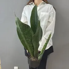 超希少❗️サイズ大❗️サンスベリア　マッソニアーナ✨のサムネイル