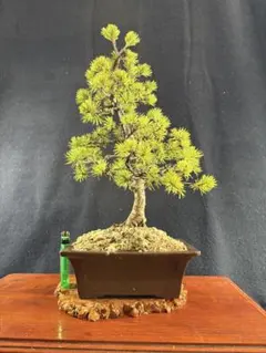 中品盆栽、赤石五葉松、模様木(素材) やや傷や汚れあり 2025年最新】