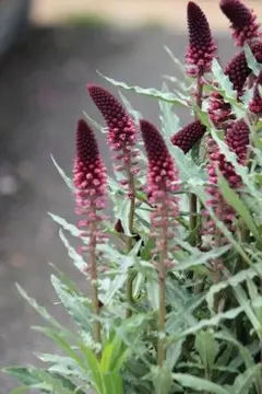 user_a50fc9e1様 リクエスト 2点 まとめ商品