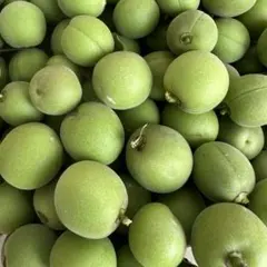 長野県産　小梅　青梅　1kg 無農薬のサムネイル