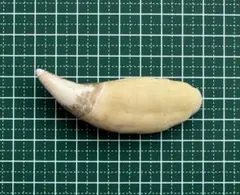 Item thumbnail for item 8254422c-aef0-4139-9b5f-91e17c8506d3