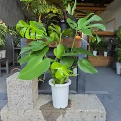 HAMAKKOjapan様 リクエスト 3点 まとめ商品