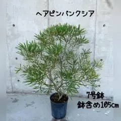バンクシア テルマチアエ 鉢植えB 苗 苗木 オージープランツ - メルカリ