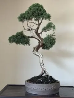 2025年最新】蝦夷松盆栽の人気アイテム - メルカリ