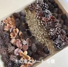 フウの実 椿の実 野胡桃 松ぼっくり ヤシャブシ 木の実アソート 天然素材 12