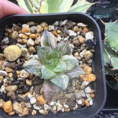 翠冠玉 綴化／石化 Lophophora diffusa f. cristata - メルカリ