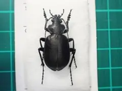 2026年最新】オサムシ 標本の人気アイテム - メルカリ