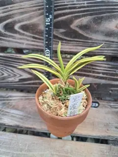 2026年最新】フウラン富貴蘭の人気アイテム - メルカリ