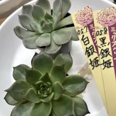 2026年最新】白銀姫多肉植物の人気アイテム - メルカリ