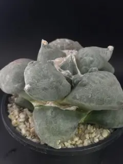 アリオカルプス　カリフラワー　実生　抜き苗　検）コピアポア　黒王丸　葵大蓮 アリオカルプス カリフラワー 実生 抜き苗 検）コピアポア 黒王丸 葵大