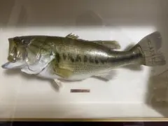 2026年最新】剥製 ブラックバスの人気アイテム - メルカリ