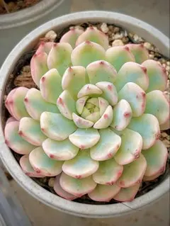 Top【選抜株】多肉植物　24362ホワイトミニマ錦　24個　鉢無し/脱土 多肉植物 ホワイトミニマ錦 群生 新入荷 るる農園 | るる農園~多肉植物専門
