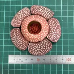 ラフレシア ガチャガチャのサムネイル
