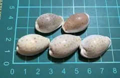 大幅値下❗️貝殻　希少　標本　収集　タカラガイ各種　野外　海辺　自由研究 大幅値下❗️貝殻 希少 標本 収集 タカラガイ各種 野外 海辺