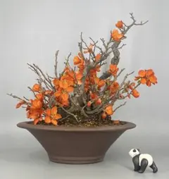 花梅 大盆 いまは花が散り、葉が芽吹いています - メルカリ