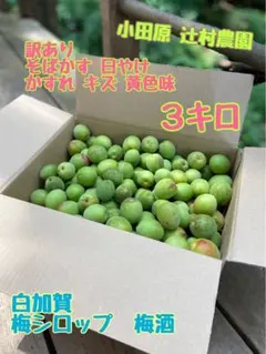 小田原産 白加賀！風袋込み5キロ】辻村農園 - メルカリ