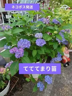 紫陽花 てててまり苗 ✨ネコポス発送✨ - メルカリ