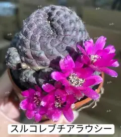 2025年最新】レブチア サボテンの人気アイテム - メルカリ