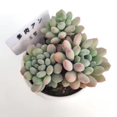 2025年最新】多肉アンの人気アイテム - メルカリ